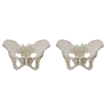 2X Модель женского таза в натуральную величину, Модель бедра - Женская анатомическая модель, Модель тазовой кости, Женская анатомическая модель