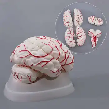 Модель мозговой артерии с восемью съемными структурами мозга для обучения анатомии ствола мозжечка